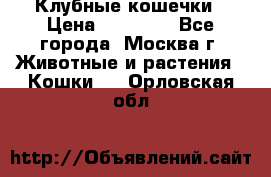 Клубные кошечки › Цена ­ 10 000 - Все города, Москва г. Животные и растения » Кошки   . Орловская обл.